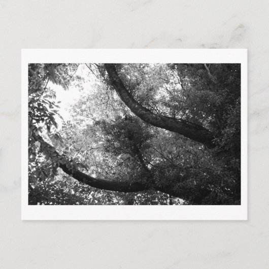 Er was eens in het bos briefkaart (Voorkant)
