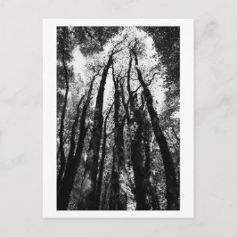 Er was eens in het bos briefkaart