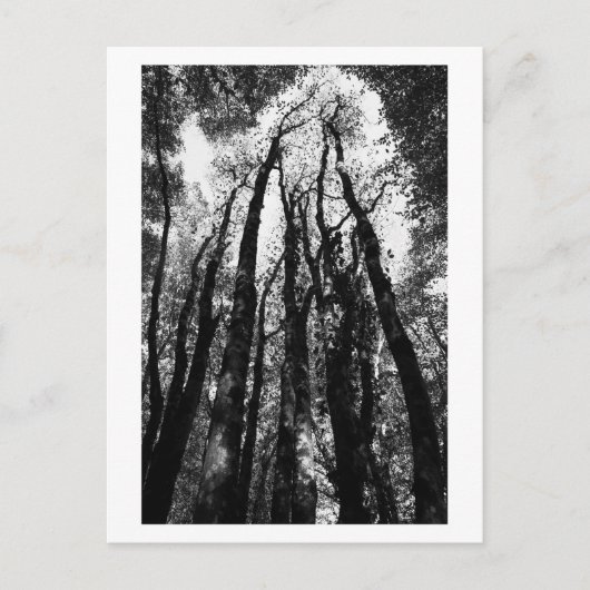 Er was eens in het bos briefkaart (Voorkant)