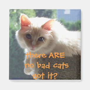 Er zijn geen slechte katten..heb je het? magneet