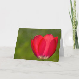 Er zijn tulpen en er zijn tulpen kaart