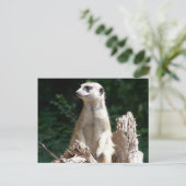 Erdmännchen Briefkaart (Staand voorkant)