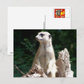 Erdmännchen Briefkaart (Voorkant / Achterkant)
