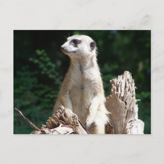 Erdmännchen Briefkaart