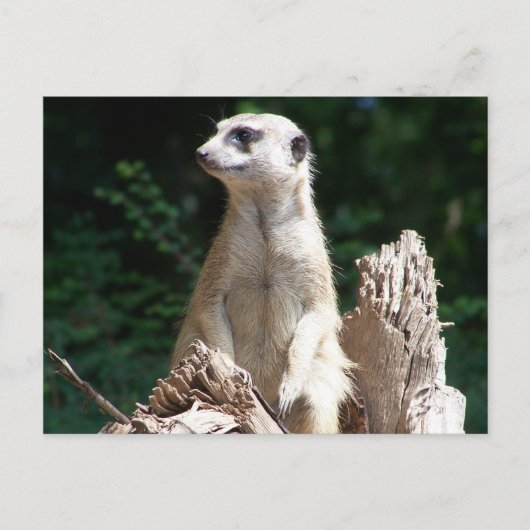 Erdmännchen Briefkaart (Voorkant)