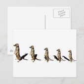 Erdmännchen in Reihe Briefkaart (Voorkant / Achterkant)