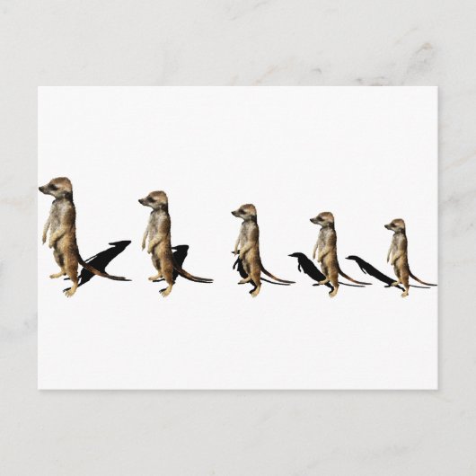 Erdmännchen in Reihe Briefkaart (Voorkant)