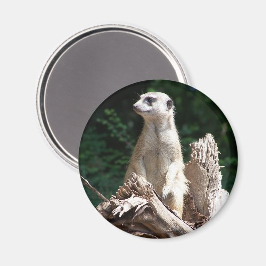 Erdmännchen Magneet (Voorkant / Achterkant)