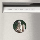 Erdmännchen Magneet (Insitu (Vaatwasser))