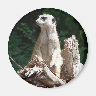 Erdmännchen Magneet