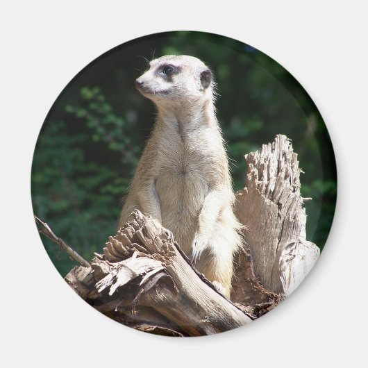 Erdmännchen Magneet (Voorkant)