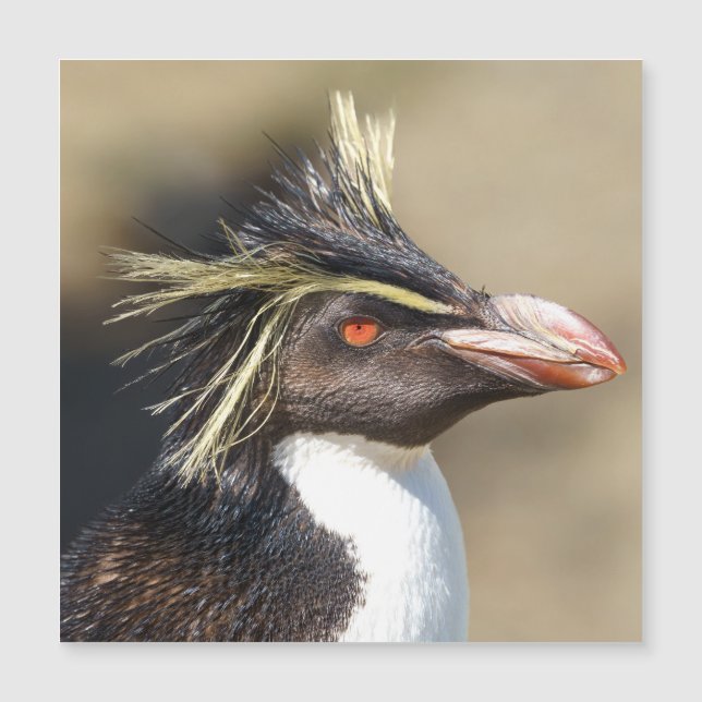 Erect-crested pinguïn (Voorkant)