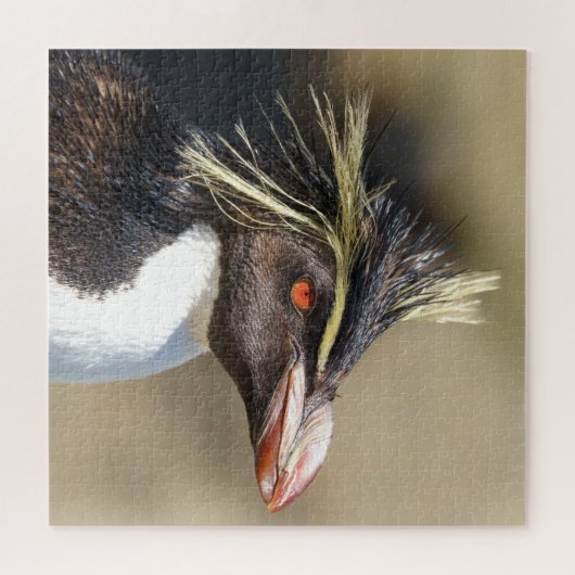 Erect-crested pinguïn legpuzzel (Horizontaal)