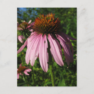 Erect Kone Flower Briefkaart