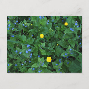 Ereprijs en boterbloemen briefkaart