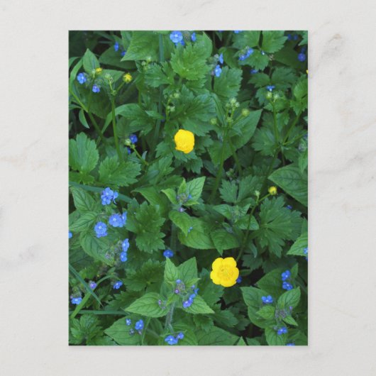 Ereprijs en boterbloemen briefkaart (Voorkant)