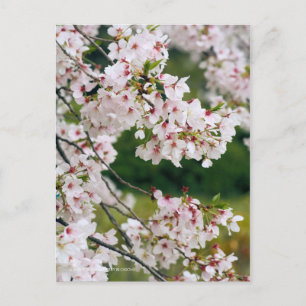 Ergens-yoshino: Cherry Blossom [Briefkaart] Briefkaart