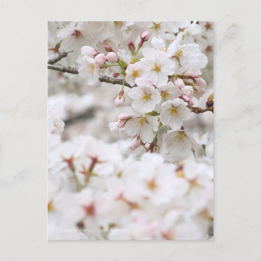 Ergens-yoshino: Cherry Blossom [Briefkaart] Briefkaart (Voorkant)