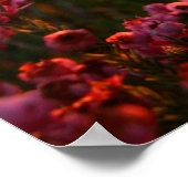 Erica Range Poster - Bloei waar je geworteld bent (Hoek)