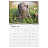 Eridox Dachshunds 2018 Agenda Kalender (Jan 2019)