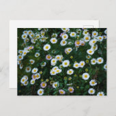 Erigeron Daisies Briefkaart (Voorkant / Achterkant)