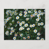 Erigeron Daisies Briefkaart (Voorkant)