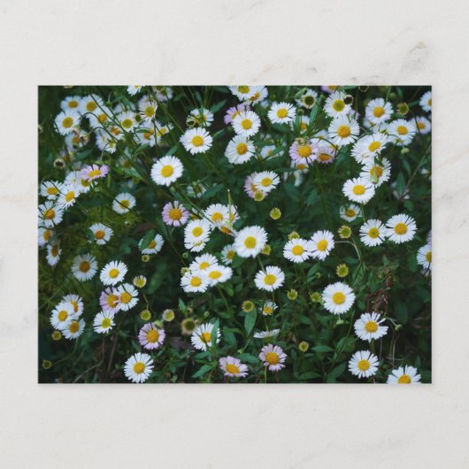 Erigeron Daisies Briefkaart (Voorkant)