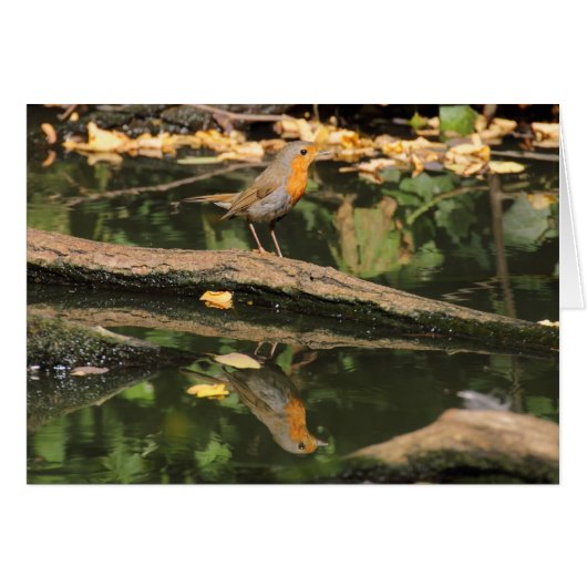 Erithacus rubecula (Voorkant Horizontaal)