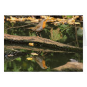 Erithacus rubecula (Voorkant Horizontaal)