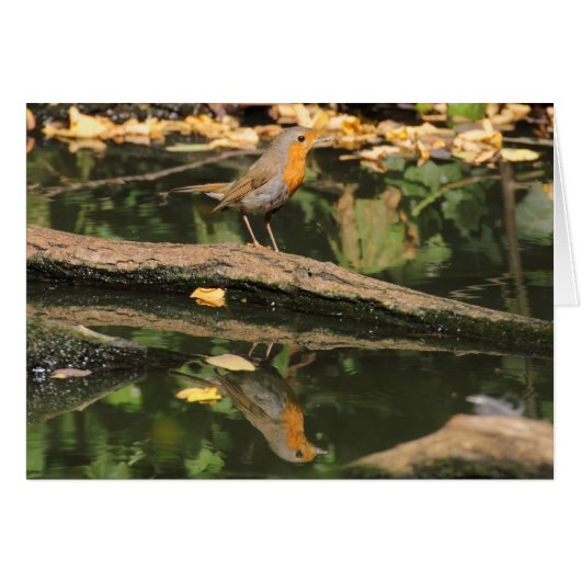 Erithacus rubecula (Voorkant Horizontaal)