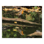 Erithacus rubecula poster (Voorkant)