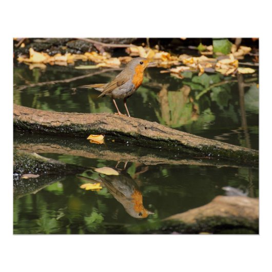 Erithacus rubecula poster (Voorkant)