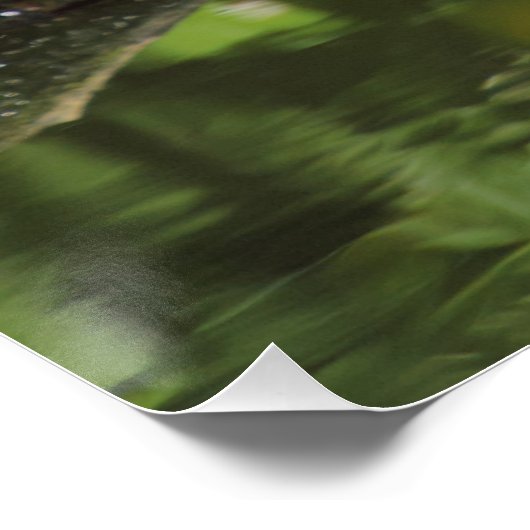 Erithacus rubecula poster (Hoek)