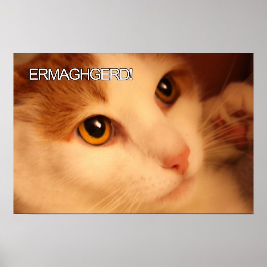 Ermahgerd Cute Oranje Cat Poster (Voorkant)
