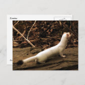 Ermine Briefkaart (Voorkant / Achterkant)