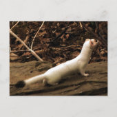 Ermine Briefkaart (Voorkant)