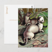  Ermine-illustratie Briefkaart (Voorkant / Achterkant)
