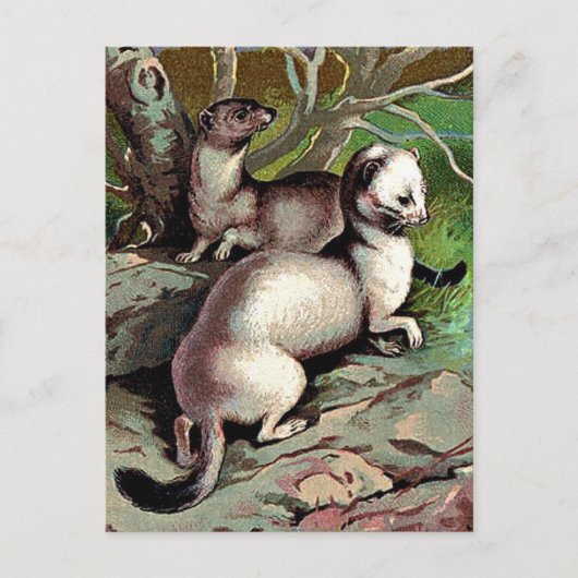  Ermine-illustratie Briefkaart (Voorkant)