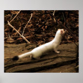Ermine Poster (Voorkant)