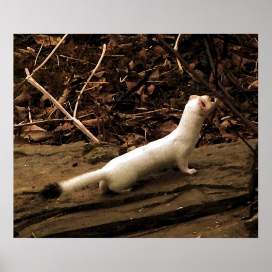 Ermine Poster (Voorkant)