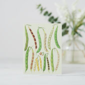 Ernst Benary's Bean Varieties Briefkaart (Staand voorkant)