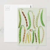 Ernst Benary's Bean Varieties Briefkaart (Voorkant / Achterkant)