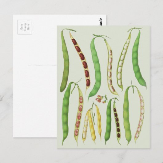 Ernst Benary's Bean Varieties Briefkaart (Voorkant / Achterkant)