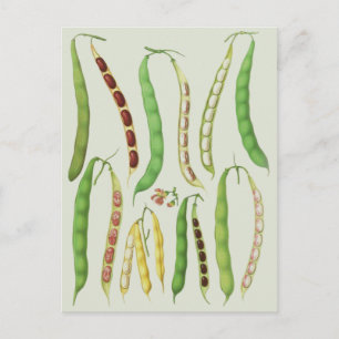 Ernst Benary's Bean Varieties Briefkaart