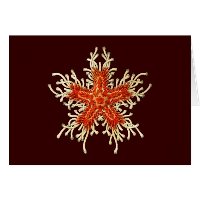  Ernst Haeckel (Voorkant Horizontaal)