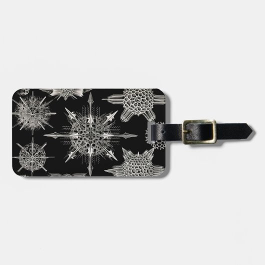 Ernst Haeckel | Acanthophracta Bagagelabel (Voorkant horizontaal)