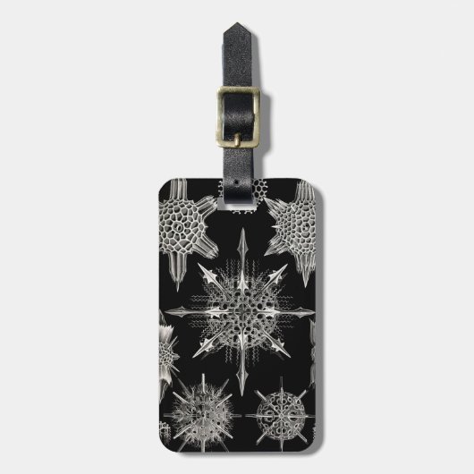 Ernst Haeckel | Acanthophracta Bagagelabel (Voorkant verticaal)