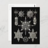 Ernst Haeckel | Acanthophracta Briefkaart (Voorkant / Achterkant)