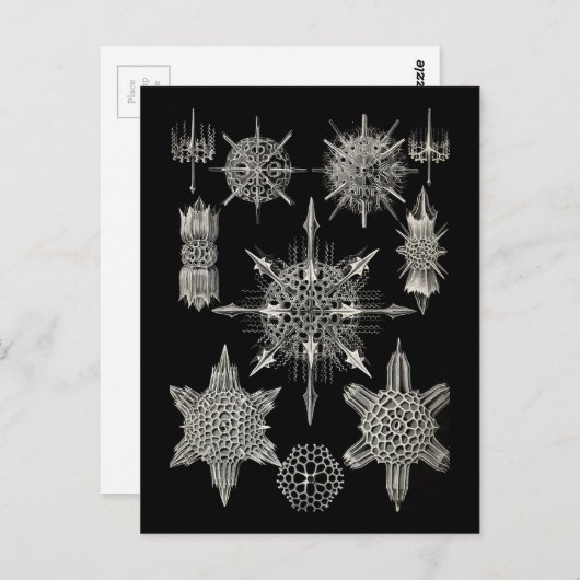 Ernst Haeckel | Acanthophracta Briefkaart (Voorkant / Achterkant)