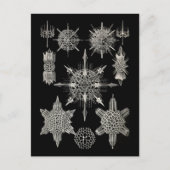 Ernst Haeckel | Acanthophracta Briefkaart (Voorkant)